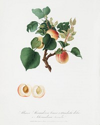 Apricot (Alessandrina seconda) from Pomona Italiana (1817 - 1839) by <a href="https://www.rawpixel.com/search/Giorgio%20Gallesio?&amp;page=1">Giorgio Gallesio</a> (1772-1839). Original from The New York Public Library. Digitally enhanced by rawpixel.