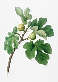 Hand drawn fig fruit sticker with a white border