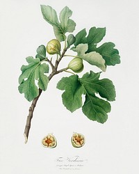 Fig (Ficus carica) from Pomona Italiana (1817 - 1839) by <a href="https://www.rawpixel.com/search/Giorgio%20Gallesio?&amp;page=1">Giorgio Gallesio</a> (1772-1839). Original from The New York Public Library. Digitally enhanced by rawpixel.