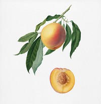 Peach (Persica Iulodermis) from Pomona Italiana (1817 - 1839) by <a href="https://www.rawpixel.com/search/Giorgio%20Gallesio?&amp;page=1">Giorgio Gallesio</a> (1772-1839). Original from New York public library. Digitally enhanced by rawpixel.
