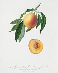 Peach (Persica Iulodermis) from Pomona Italiana (1817 - 1839) by <a href="https://www.rawpixel.com/search/Giorgio%20Gallesio?&amp;page=1">Giorgio Gallesio</a> (1772-1839). Original from The New York Public Library. Digitally enhanced by rawpixel.