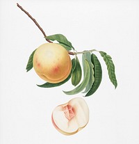 Duracina peach (Persivca Iulodermis) from Pomona Italiana (1817 - 1839) by <a href="https://www.rawpixel.com/search/Giorgio%20Gallesio?&amp;page=1">Giorgio Gallesio</a> (1772-1839). Original from New York public library. Digitally enhanced by rawpixel.
