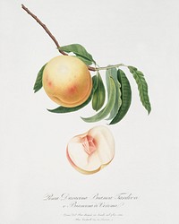 Duracina peach (Persivca Iulodermis) from Pomona Italiana (1817 - 1839) by <a href="https://www.rawpixel.com/search/Giorgio%20Gallesio?&amp;page=1">Giorgio Gallesio</a> (1772-1839). Original from The New York Public Library. Digitally enhanced by rawpixel.