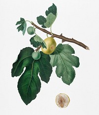 Fig (Ficus carica) from Pomona Italiana (1817 - 1839) by <a href="https://www.rawpixel.com/search/Giorgio%20Gallesio?&amp;page=1">Giorgio Gallesio</a> (1772-1839). Original from New York public library. Digitally enhanced by rawpixel.