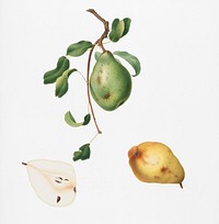 Pear (Pyrus spadonnia) from Pomona Italiana (1817 - 1839) by <a href="https://www.rawpixel.com/search/Giorgio%20Gallesio?&amp;page=1">Giorgio Gallesio</a> (1772-1839). Original from New York public library. Digitally enhanced by rawpixel.