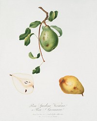 Pear (Pyrus spadonnia) from Pomona Italiana (1817 - 1839) by <a href="https://www.rawpixel.com/search/Giorgio%20Gallesio?&amp;page=1">Giorgio Gallesio</a> (1772-1839). Original from <a href="https://digitalcollections.nypl.org/">The New York Public Library</a>. Digitally enhanced by rawpixel.