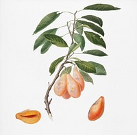 Plum (Prunus ligustica) from Pomona Italiana (1817 - 1839) by Giorgio Gallesio (1772-1839). Original from New York public library. Digitally enhanced by rawpixel.