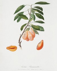 Plum (Prunus ligustica) from Pomona Italiana (1817 - 1839) by <a href="https://www.rawpixel.com/search/Giorgio%20Gallesio?&amp;page=1">Giorgio Gallesio</a> (1772-1839). Original from The New York Public Library. Digitally enhanced by rawpixel.