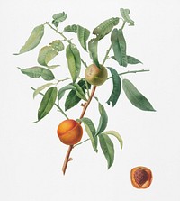 Peach (Amygdalus persica iulodermis) from Pomona Italiana (1817 - 1839) by <a href="https://www.rawpixel.com/search/Giorgio%20Gallesio?&amp;page=1">Giorgio Gallesio</a> (1772-1839). Original from New York public library. Digitally enhanced by rawpixel.