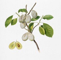 Plum (Prunus verdacchia) from Pomona Italiana (1817 - 1839) by <a href="https://www.rawpixel.com/search/Giorgio%20Gallesio?&amp;page=1">Giorgio Gallesio</a> (1772-1839). Original from New York public library. Digitally enhanced by rawpixel.