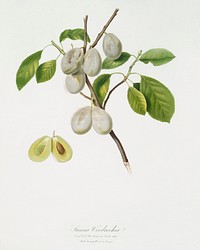 Plum (Prunus verdacchia) from Pomona Italiana (1817 - 1839) by <a href="https://www.rawpixel.com/search/Giorgio%20Gallesio?&amp;page=1">Giorgio Gallesio</a> (1772-1839). Original from The New York Public Library. Digitally enhanced by rawpixel.
