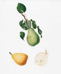 Winter citron (Pyrus virgolata) from Pomona Italiana (1817 - 1839) by <a href="https://www.rawpixel.com/search/Giorgio%20Gallesio?&amp;page=1">Giorgio Gallesio</a> (1772-1839). Original from New York public library. Digitally enhanced by rawpixel.