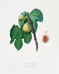 Fig (Fico Troiano) from Pomona Italiana (1817 - 1839) by <a href="https://www.rawpixel.com/search/Giorgio%20Gallesio?&amp;page=1">Giorgio Gallesio</a> (1772-1839). Original from The New York Public Library. Digitally enhanced by rawpixel.