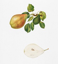 Pear (Pyrus Spaddonia) from Pomona Italiana (1817 - 1839) by <a href="https://www.rawpixel.com/search/Giorgio%20Gallesio?&amp;page=1">Giorgio Gallesio</a> (1772-1839). Original from New York public library. Digitally enhanced by rawpixel.