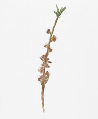 Peach flower (Prunus persica) from Pomona Italiana (1817 - 1839) by <a href="https://www.rawpixel.com/search/Giorgio%20Gallesio?&amp;page=1">Giorgio Gallesio</a> (1772-1839). Original from New York public library. Digitally enhanced by rawpixel.