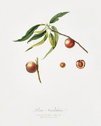 Peach (Prunus persica) from Pomona Italiana (1817 - 1839) by <a href="https://www.rawpixel.com/search/Giorgio%20Gallesio?&amp;page=1">Giorgio Gallesio</a> (1772-1839). Original from The New York Public Library. Digitally enhanced by rawpixel.