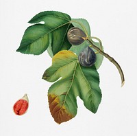 Fig (Ficus carica sativa) from Pomona Italiana (1817 - 1839) by Giorgio Gallesio (1772-1839). Original from New York public library. Digitally enhanced by rawpixel.