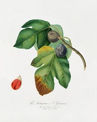 Fig (Ficus carica sativa) from Pomona Italiana (1817 - 1839) by <a href="https://www.rawpixel.com/search/Giorgio%20Gallesio?&amp;page=1">Giorgio Gallesio</a> (1772-1839). Original from The New York Public Library. Digitally enhanced by rawpixel.