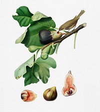 Fig (Ficus carica sativa) from Pomona Italiana (1817 - 1839) by <a href="https://www.rawpixel.com/search/Giorgio%20Gallesio?&amp;page=1">Giorgio Gallesio</a> (1772-1839). Original from New York public library. Digitally enhanced by rawpixel.