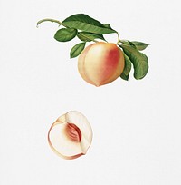 Peach (Persica julodermis) from Pomona Italiana (1817 - 1839) by <a href="https://www.rawpixel.com/search/Giorgio%20Gallesio?&amp;page=1">Giorgio Gallesio </a>(1772-1839). Original from New York public library. Digitally enhanced by rawpixel.