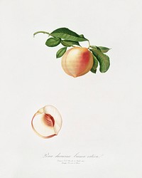 Peach (Persica julodermis) from Pomona Italiana (1817 - 1839) by <a href="https://www.rawpixel.com/search/Giorgio%20Gallesio?&amp;page=1">Giorgio Gallesio </a>(1772-1839). Original from The New York Public Library. Digitally enhanced by rawpixel.
