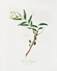 Jujube (Fiorazione del Giuggiolo) from Pomona Italiana (1817 - 1839) by Giorgio Gallesio (1772-1839). Original from The New York Public Library. Digitally enhanced by rawpixel.