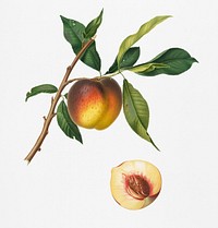 Peach (Prunus persica) from Pomona Italiana (1817 - 1839) by <a href="https://www.rawpixel.com/search/Giorgio%20Gallesio?&amp;page=1">Giorgio Gallesio</a> (1772-1839). Original from New York public library. Digitally enhanced by rawpixel.