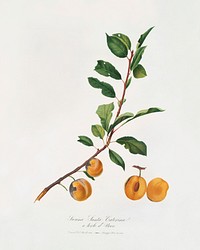Apricot (Prunus Sanctae Catherinae) from Pomona Italiana (1817 - 1839) by <a href="https://www.rawpixel.com/search/Giorgio%20Gallesio?&amp;page=1">Giorgio Gallesio </a>(1772-1839). Original from The New York Public Library. Digitally enhanced by rawpixel.
