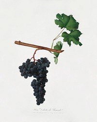 Dolcetto grapes (Vitis vinifera) from Pomona Italiana (1817 - 1839) by Giorgio Gallesio (1772-1839). Original from The New York Public Library. Digitally enhanced by rawpixel.
