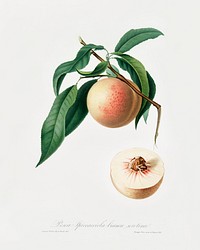 Peach (Persica julodermis) from Pomona Italiana (1817 - 1839) by <a href="https://www.rawpixel.com/search/Giorgio%20Gallesio?&amp;page=1">Giorgio Gallesio</a> (1772-1839). Original from The New York Public Library. Digitally enhanced by rawpixel.
