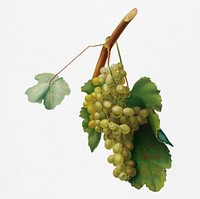 Grape vine (Vitis vinifera Niciensis) from Pomona Italiana (1817 - 1839) by <a href="https://www.rawpixel.com/search/Giorgio%20Gallesio?&amp;page=1">Giorgio Gallesio</a> (1772-1839). Original from New York public library. Digitally enhanced by rawpixel.