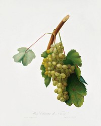 Grape vine (Vitis vinifera Niciensis) from Pomona Italiana (1817 - 1839) by <a href="https://www.rawpixel.com/search/Giorgio%20Gallesio?&amp;page=1">Giorgio Gallesio</a> (1772-1839). Original from The New York Public Library. Digitally enhanced by rawpixel.