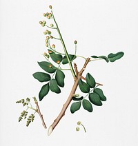 Pistachio (Pistacia vera) from Pomona Italiana (1817 - 1839) by Giorgio Gallesio (1772-1839). Original from New York public library. Digitally enhanced by rawpixel.