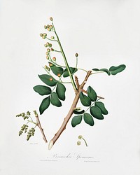 Pistachio (Pistacia vera) from Pomona Italiana (1817 - 1839) by Giorgio Gallesio (1772-1839). Original from The New York Public Library. Digitally enhanced by rawpixel.