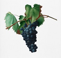 Grape vine (Vitis vinifera Niciensis) from Pomona Italiana (1817 - 1839) by<a href="https://www.rawpixel.com/search/Giorgio%20Gallesio?&amp;page=1"> Giorgio Gallesio </a>(1772-1839). Original from New York public library. Digitally enhanced by rawpixel.
