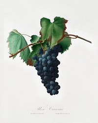 Grape vine (Vitis vinifera Niciensis) from Pomona Italiana (1817 - 1839) by<a href="https://www.rawpixel.com/search/Giorgio%20Gallesio?&amp;page=1"> Giorgio Gallesio </a>(1772-1839). Original from The New York Public Library. Digitally enhanced by rawpixel.