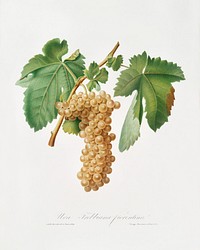 Trebbiano grapes (Vitis vinifera Trebulana Florentina) from Pomona Italiana (1817 - 1839) by <a href="https://www.rawpixel.com/search/Giorgio%20Gallesio?&amp;page=1">Giorgio Gallesio</a> (1772-1839). Original from The New York Public Library. Digitally enhanced by rawpixel.