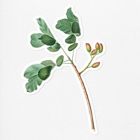 Hand drawn pistachio on a branch sticker with a white border