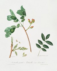 Pistachio (Pistacia vera) from Pomona Italiana (1817 - 1839) by Giorgio Gallesio (1772-1839). Original from The New York Public Library. Digitally enhanced by rawpixel.