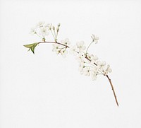 Amarena cherry flower (Prunus cerasus) from Pomona Italiana (1817 - 1839) by <a href="https://www.rawpixel.com/search/Giorgio%20Gallesio?&amp;page=1">Giorgio Gallesio</a> (1772-1839). Original from New York public library. Digitally enhanced by rawpixel.
