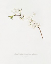 Amarena cherry flower (Prunus cerasus) from Pomona Italiana (1817 - 1839) by <a href="https://www.rawpixel.com/search/Giorgio%20Gallesio?&amp;page=1">Giorgio Gallesio</a> (1772-1839). Original from The New York Public Library. Digitally enhanced by rawpixel.