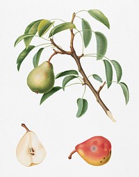 Pear (Pyrus veneta) from Pomona Italiana (1817 - 1839) by <a href="https://www.rawpixel.com/search/Giorgio%20Gallesio?&amp;page=1">Giorgio Gallesio</a> (1772-1839). Original from New York public library. Digitally enhanced by rawpixel.