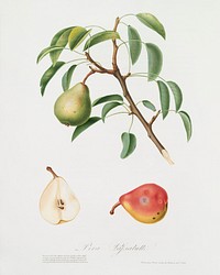 Pear (Pyrus veneta) from Pomona Italiana (1817 - 1839) by <a href="https://www.rawpixel.com/search/Giorgio%20Gallesio?&amp;page=1">Giorgio Gallesio</a> (1772-1839). Original from The New York Public Library. Digitally enhanced by rawpixel.
