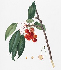 Cherry (Prunus avium) from Pomona Italiana (1817 - 1839) by <a href="https://www.rawpixel.com/search/Giorgio%20Gallesio?&amp;page=1">Giorgio Gallesio</a> (1772-1839). Original from New York public library. Digitally enhanced by rawpixel.