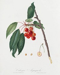 Cherry (Prunus avium) from Pomona Italiana (1817 - 1839) by Giorgio Gallesio (1772-1839). Original from The New York Public Library. Digitally enhanced by rawpixel.