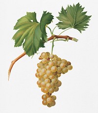 Grape vine (Vitis vinifera Niciensis) from Pomona Italiana (1817 - 1839) by <a href="https://www.rawpixel.com/search/Giorgio%20Gallesio?&amp;page=1">Giorgio Gallesio</a> (1772-1839). Original from New York public library. Digitally enhanced by rawpixel.