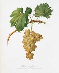 Grape vine (Vitis vinifera Niciensis) from Pomona Italiana (1817 - 1839) by <a href="https://www.rawpixel.com/search/Giorgio%20Gallesio?&amp;page=1">Giorgio Gallesio</a> (1772-1839). Original from The New York Public Library. Digitally enhanced by rawpixel.