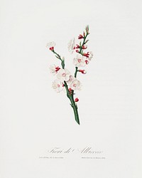 Apricot flower (Prunus armeniaca) from Pomona Italiana (1817 - 1839) by<a href="https://www.rawpixel.com/search/Giorgio%20Gallesio?&amp;page=1"> Giorgio Gallesio</a> (1772-1839). Original from The New York Public Library. Digitally enhanced by rawpixel.