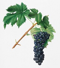 Vintage Illustration of Black Aleatico grape.