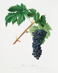 Black Aleatico grape (Vitis vinifera) from Pomona Italiana (1817 - 1839) by Giorgio Gallesio (1772-1839). Original from The New York Public Library. Digitally enhanced by rawpixel.